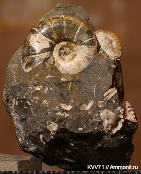 Euphylloceras, Eogaudryceras, Acanthohoplites, Lytoceratina