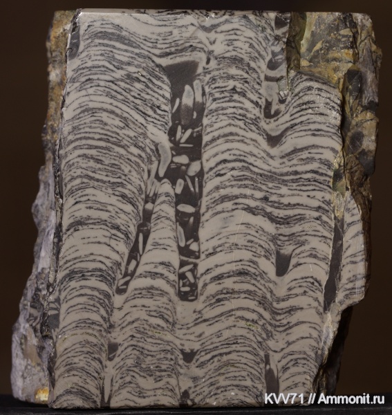 строматолиты, Jurusania