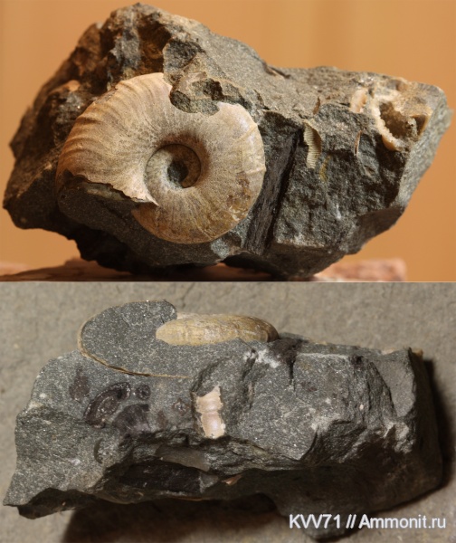 Zuercherella, вентральные укусы, Zuercherella zuercheri, ventral bite marks