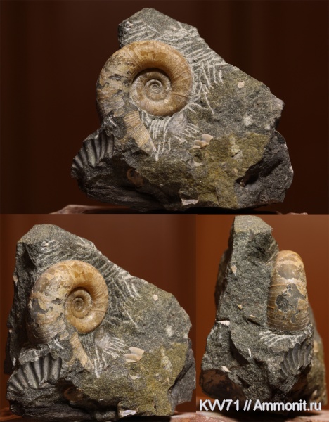 Lytoceratidae, Рseudotetragonites