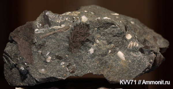 растения, шишки, р. Курджипс, Pityostrobus, Pityostrobus milleri