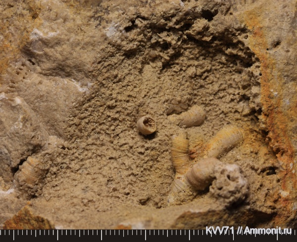 Rugosa, Siphonodendron