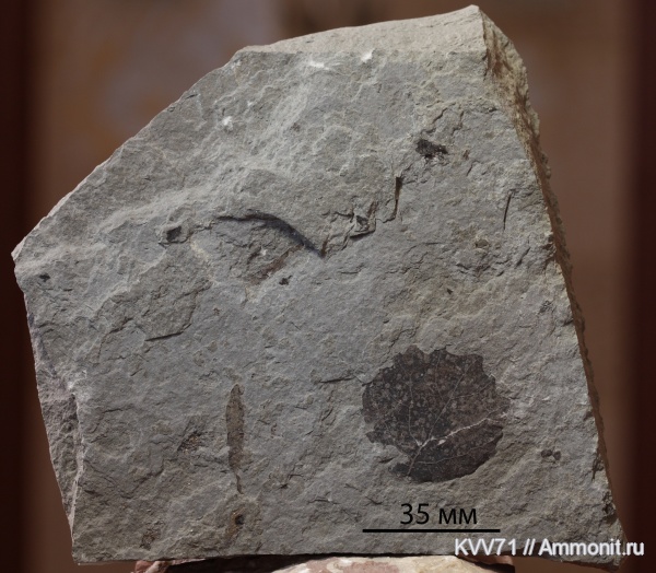 неоген, растения, сармат, р. Пшеха, листья