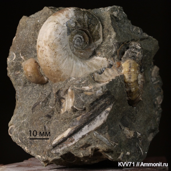 Eogaudryceras, Acanthohoplites