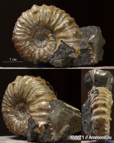 Matheronites, Hemihoplitidae