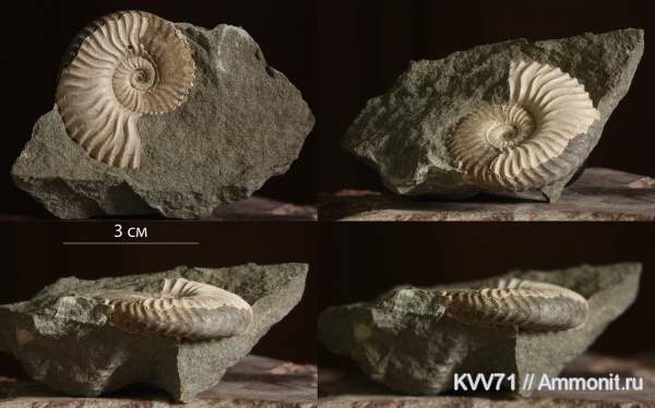 Deshayesites, Deshayesitidae