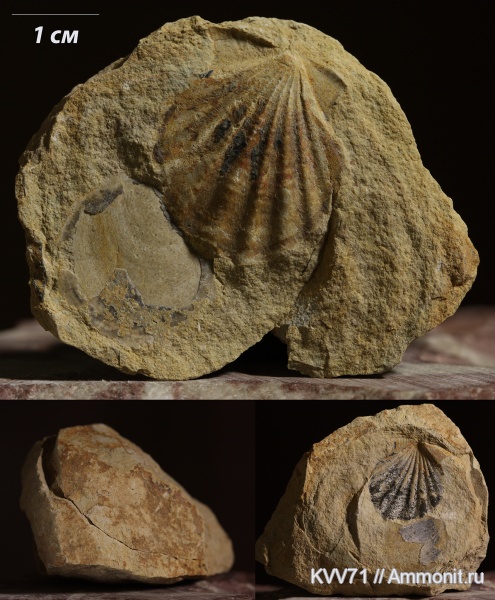 двустворки