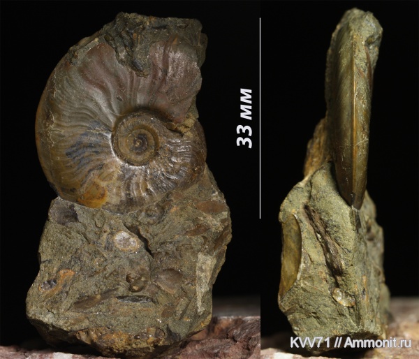 Leioceras, Graphoceratidae