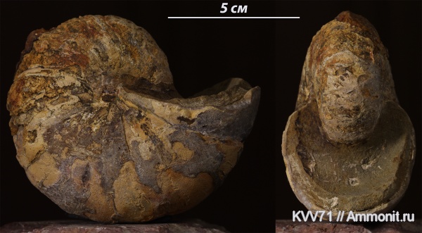 наутилусы, Cymatoceras, Nautilida наутилусы, Cymatoceras, Nautilida