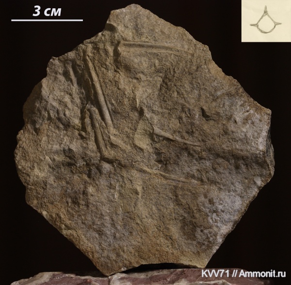 хиолиты, Hyolitha