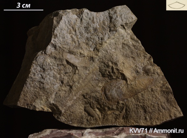 хиолиты, Hyolitha