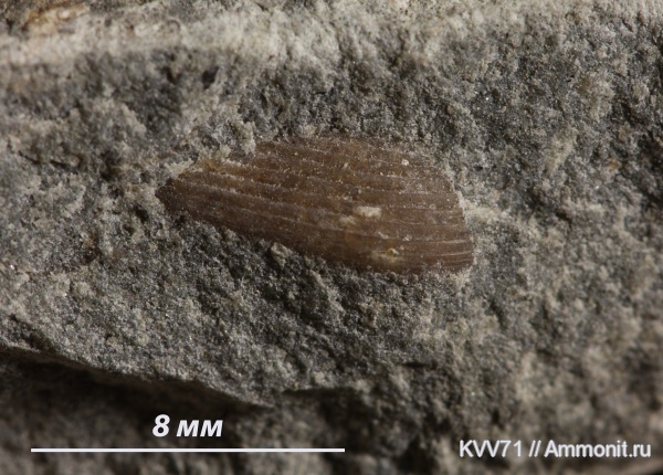 двустворки