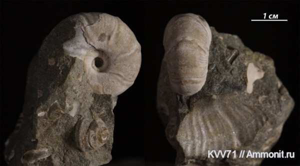 Desmoceratidae, Valdedorsella, Desmocerataceae, Valdedorsella akuschaence