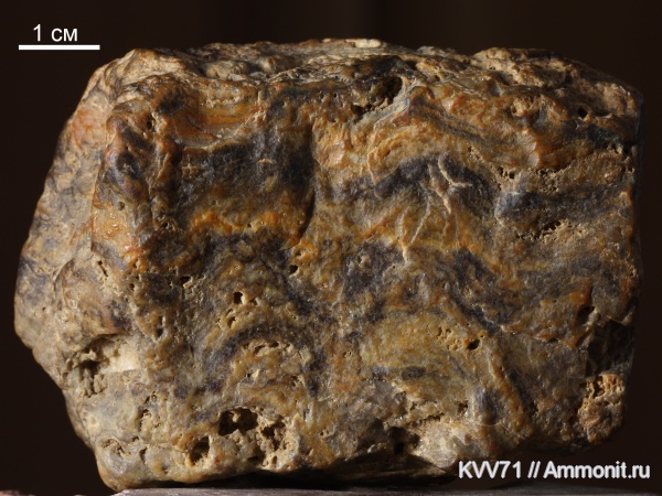 строматолиты