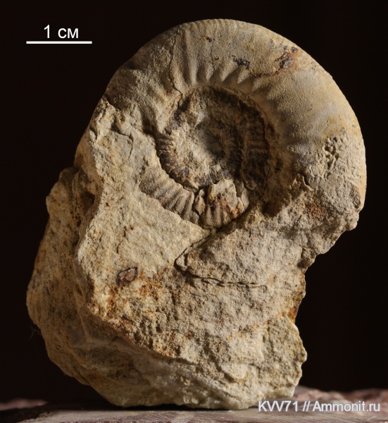 Alligaticeras, Alligaticeras alligatum