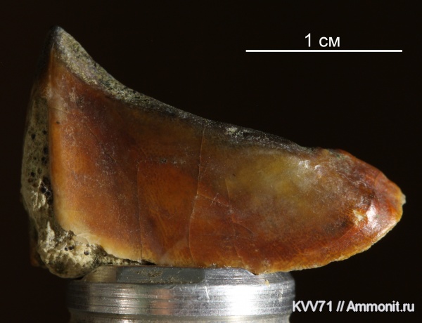 Placodermi, Rhynchodus, Ptyctodontida