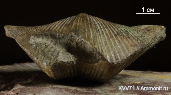 Cyrtospirifer, Cyrtospirifer rudkinensis, Spiriferida