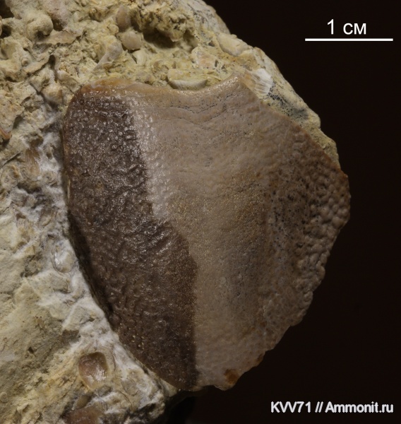 Placodermi, plourdosteus