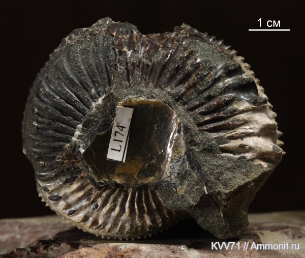 Amoeboceras, Amoebites