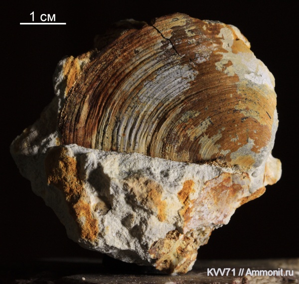 аптихи, Laevaptychus