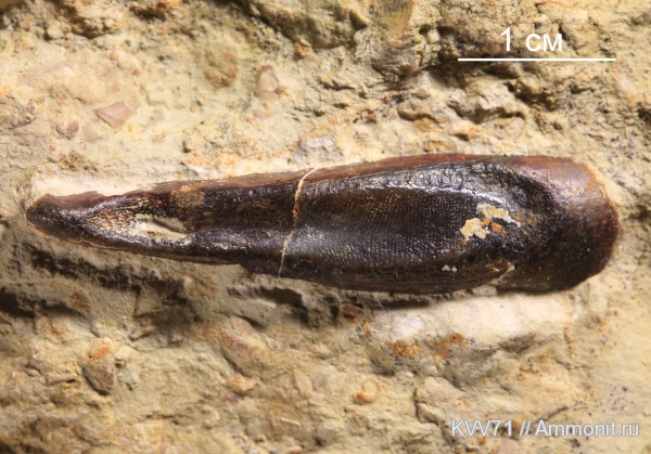 Placodermi, Ptyctodus
