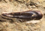 Зубная пластина Ptyctodus sp.