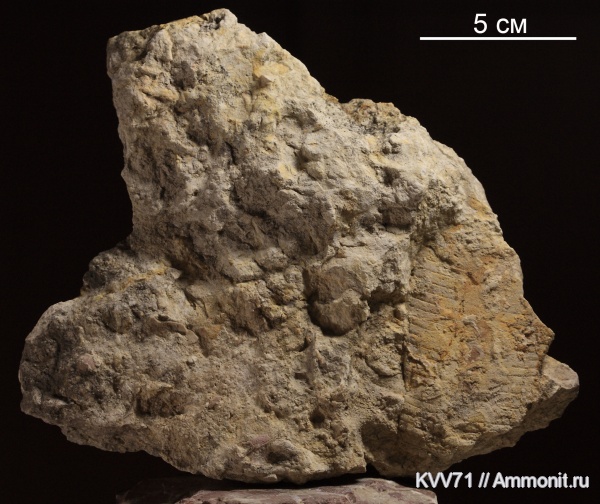 ортоцерасы