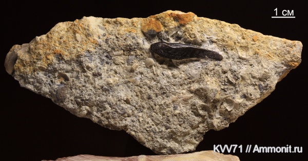 Placodermi, Ptyctodus