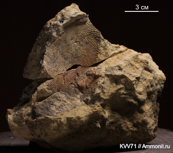 Placodermi, plourdosteus