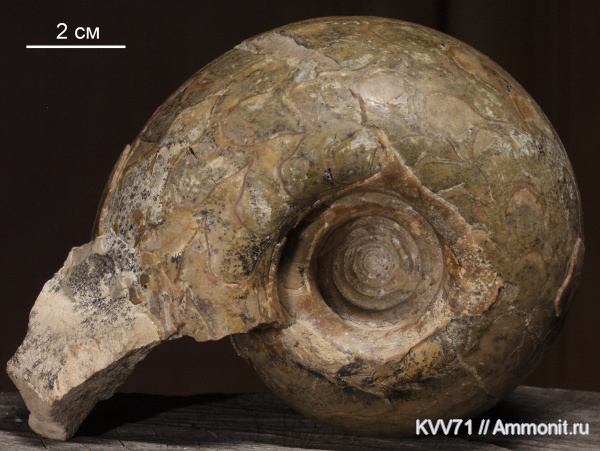 Metalegoceras, Metalegoceras ajdaralense