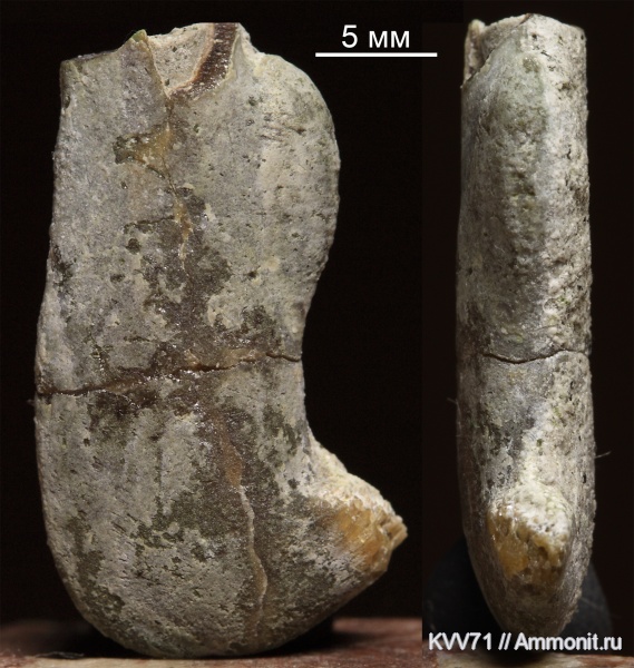 belemnites, Belospirula