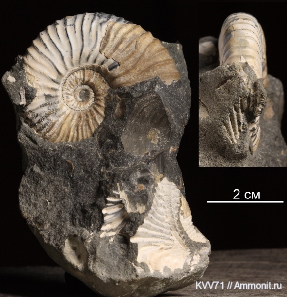 Hypacanthoplites, вентральные укусы, ventral bite marks