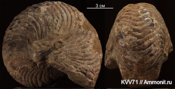 наутилусы, Cymatoceras