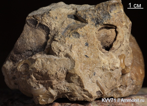 Vojnovskyopsida, Bardocarpus