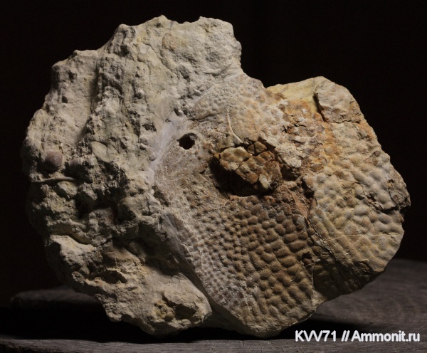 Placodermi, Bothriolepis