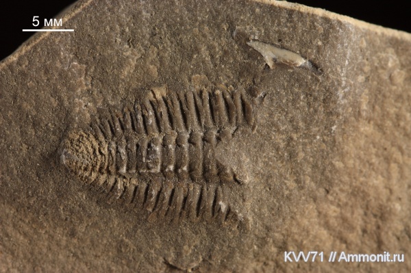 Bergeroniellus, Bergeroniellus spinosus