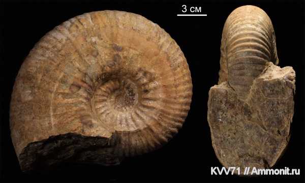 Parahoplites, Parahoplitidae