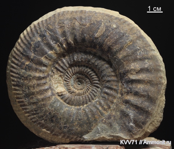 Parkinsoniidae, Durotrigensia