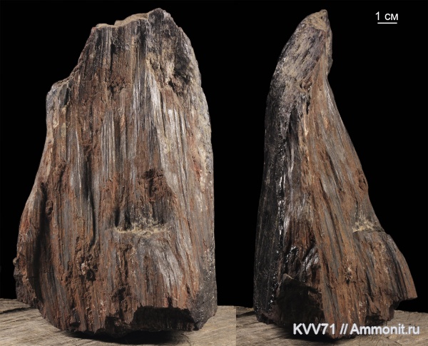 окаменевшее дерево