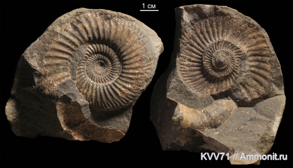 Parkinsonia, Parkinsonia parkinsoni