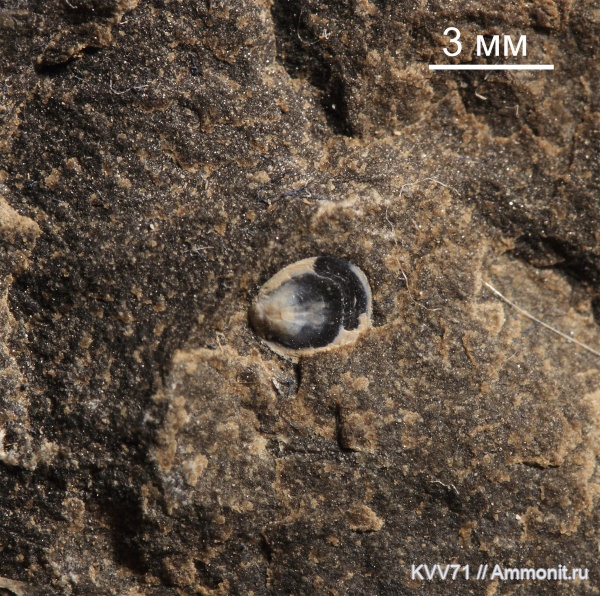 брахиоподы