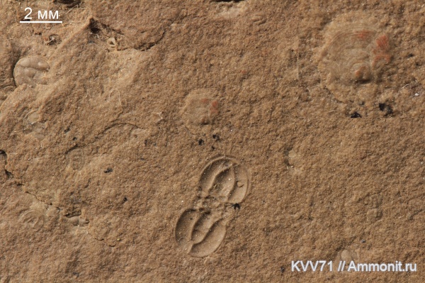 брахиоподы, Agnostus