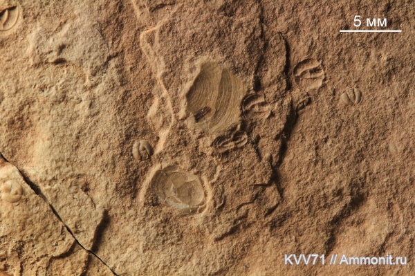 брахиоподы