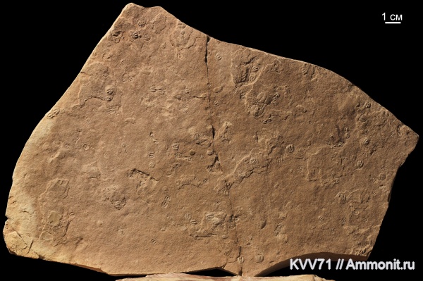 брахиоподы, Agnostus