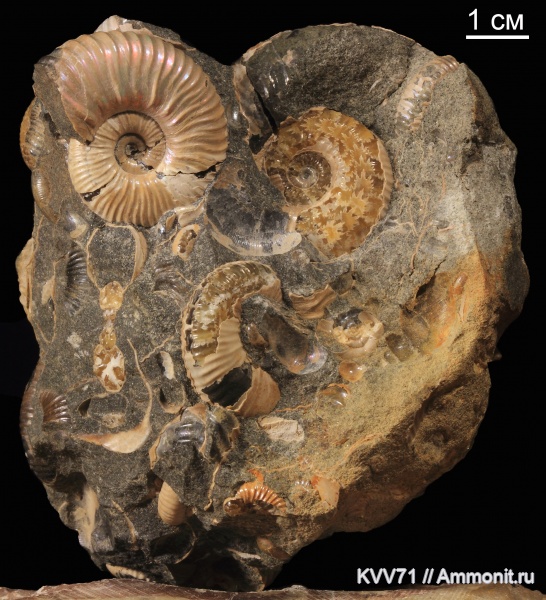 Acanthohoplites, Nummogaultina dentata, Nummogaultina