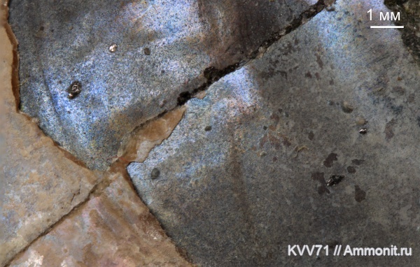 Probalanus, conellae