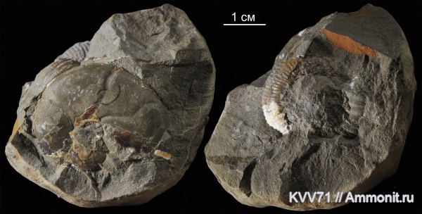 Stephanoceratidae, Holcophylloceras, Normannites, Holcophylloceras zignodianum, Phylloceratidae, Itinsaites