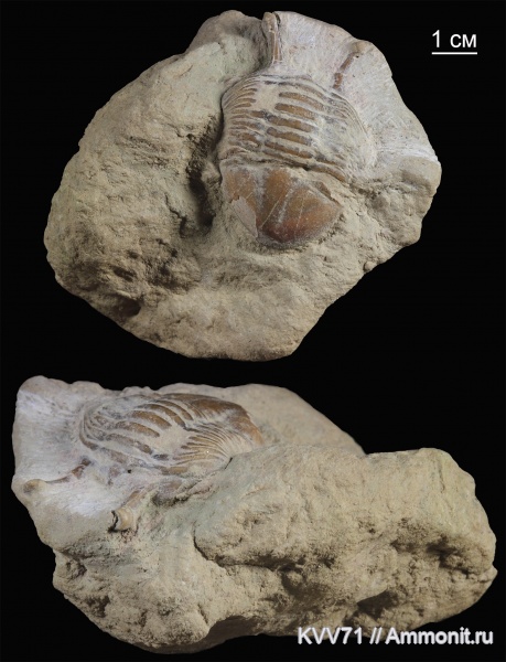 Asaphus, Asaphus kowalewskii