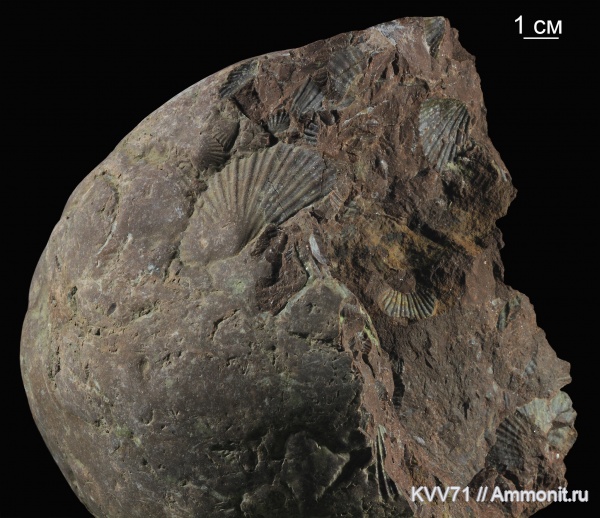 Monotis, Monotis caucasica