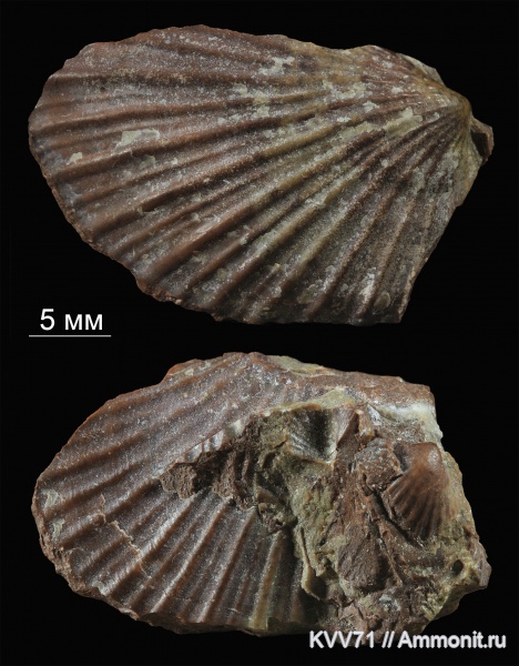 Monotis, Monotis caucasica